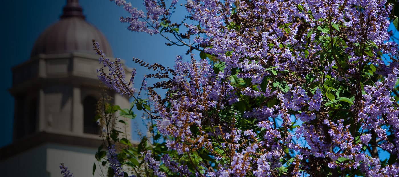 lavender-in-front-of-stone-building-in-the-distance