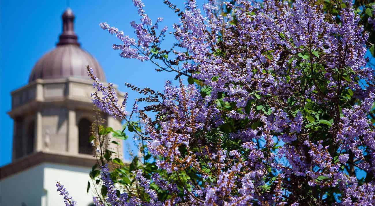 Purple-Lilac-Flowers-In-Front-of-Academic-Building