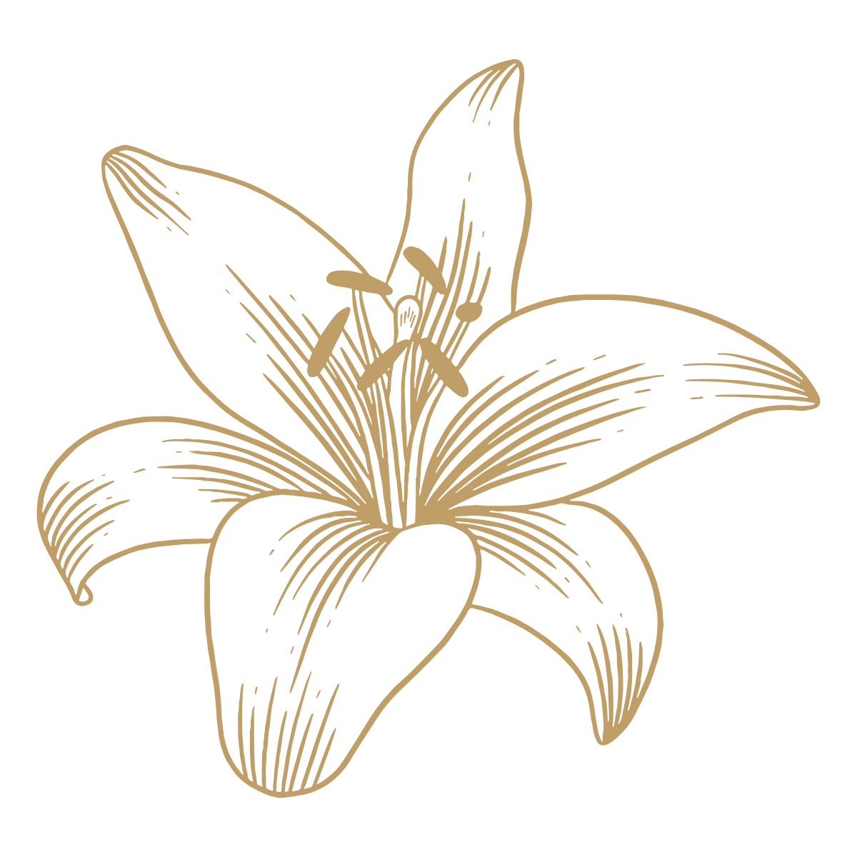 Line drawing of a lily flower with six petals and prominent stamens in the center.