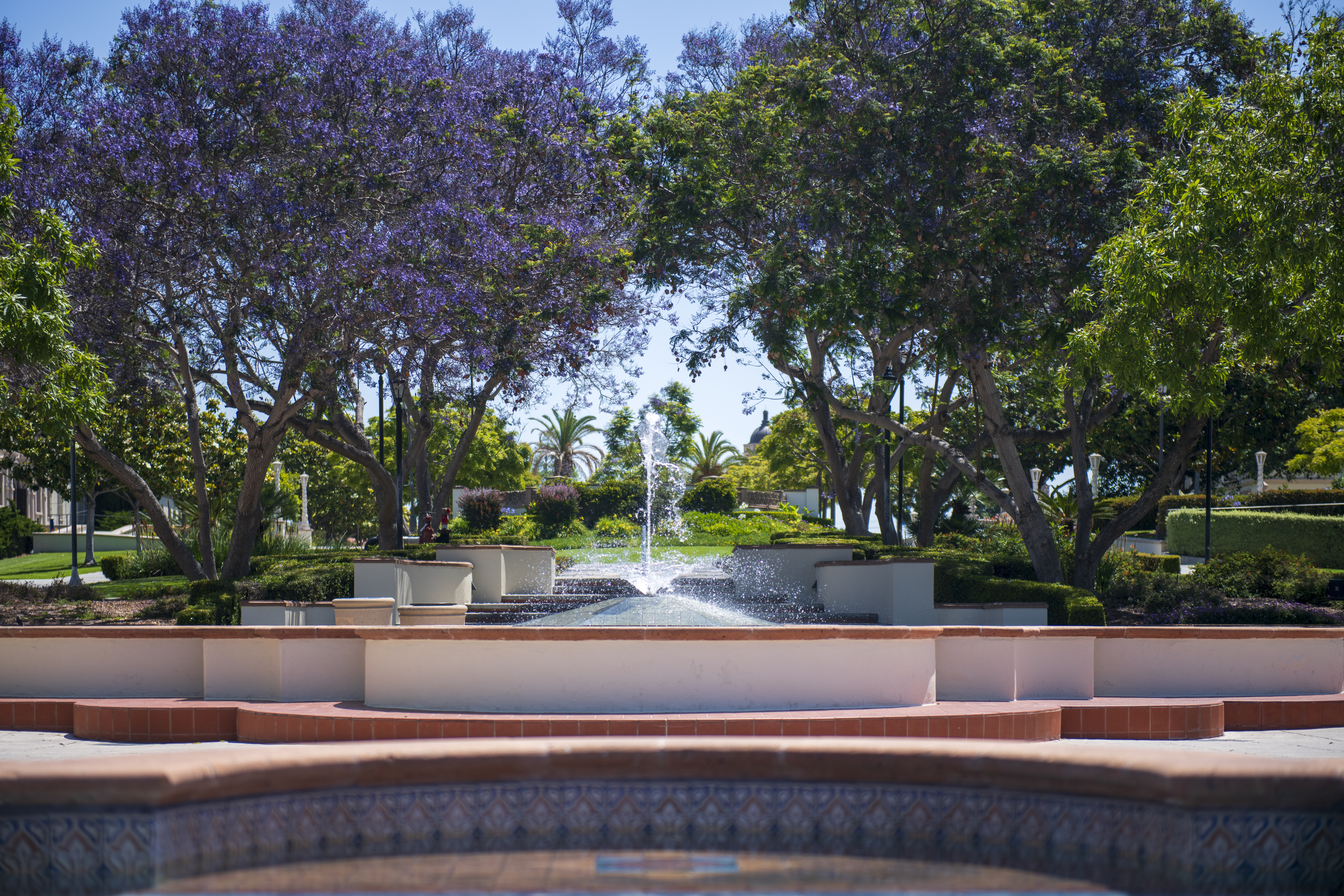 A public plaza with a central fountain surrounded by mature trees with purple and green foliage.